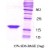 SDS-Page: beta Synuclein Protein [NBC1-18328] - 14.2 kDa (134 aa) , confirmed by MALDI-TOF with a purity of 95% by SDS - PAGE